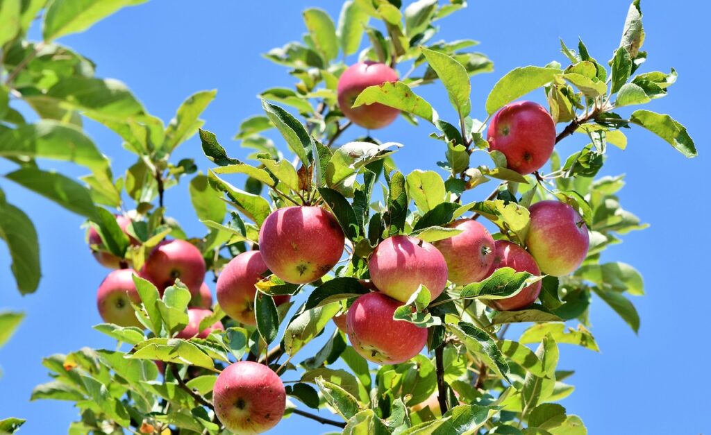 Apples: Desire and Devotion