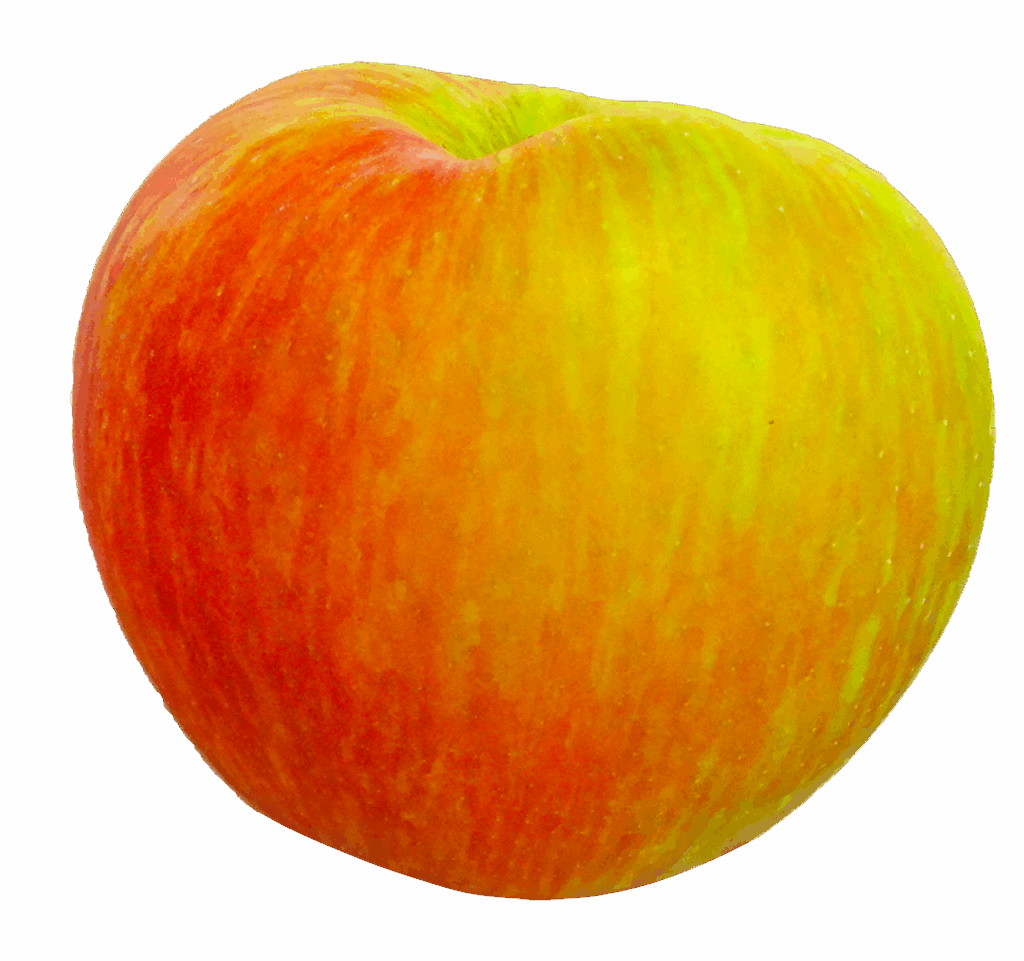 Honeycrisp