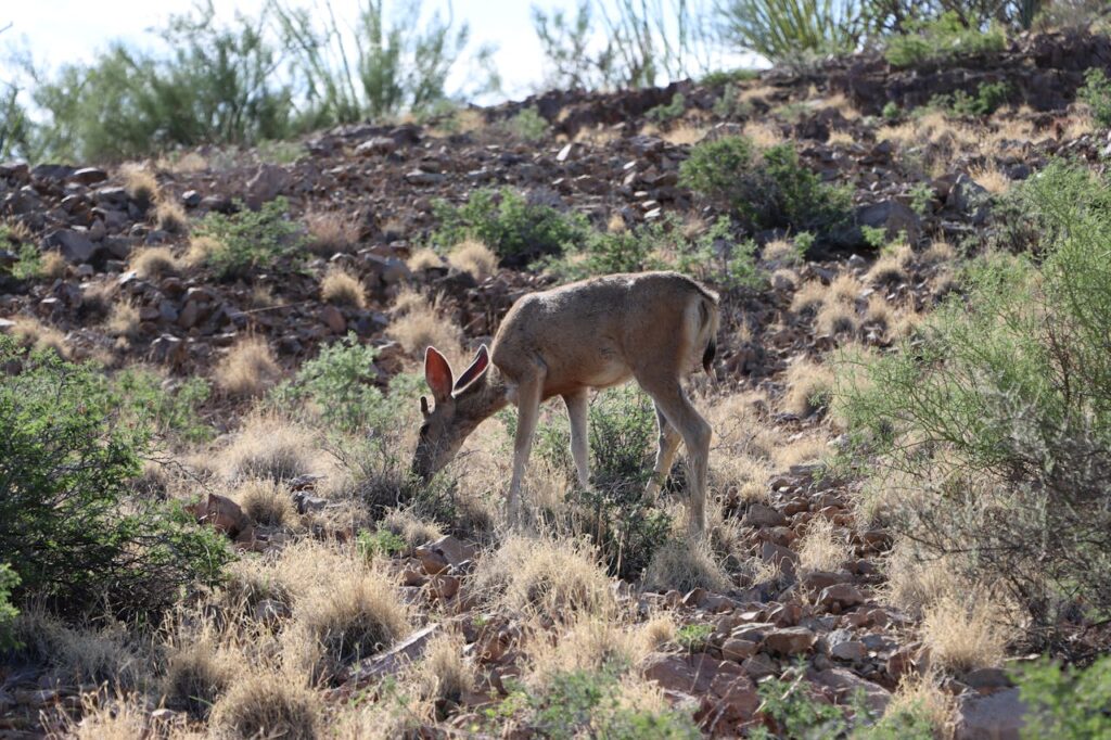 A raccoon or deer sniffing near a pile of fruit waste along a hiking trail.