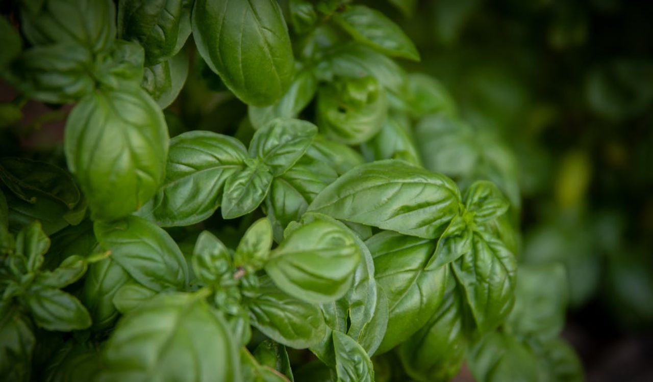 Basil leaves