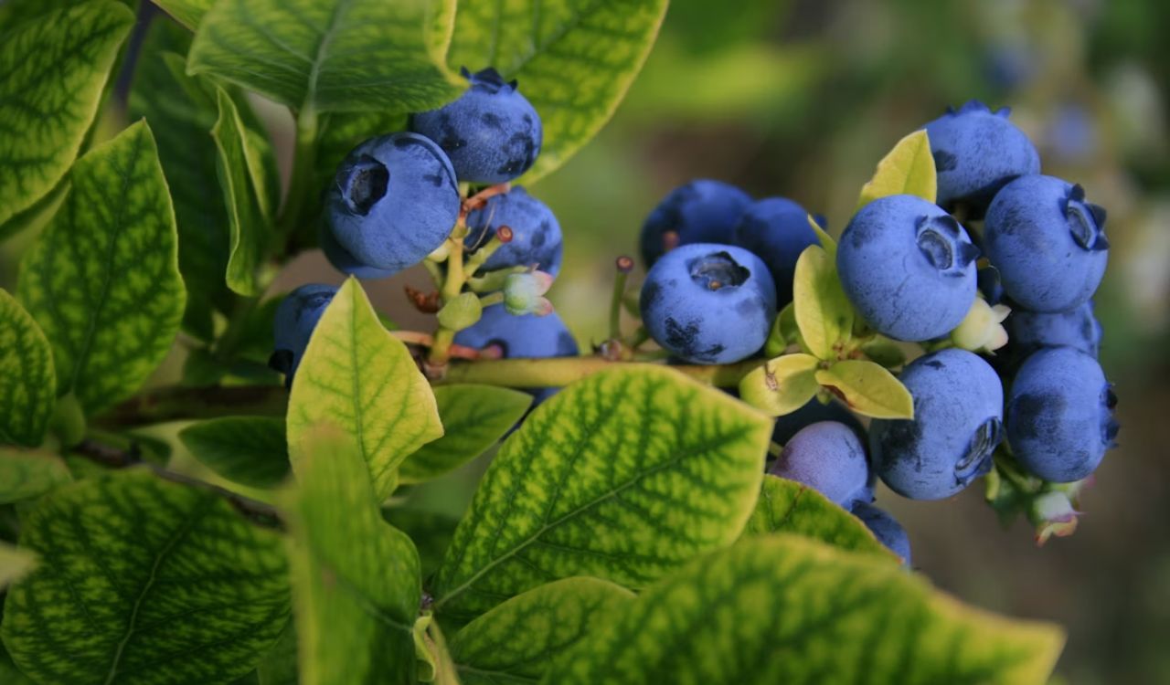 Blueberries