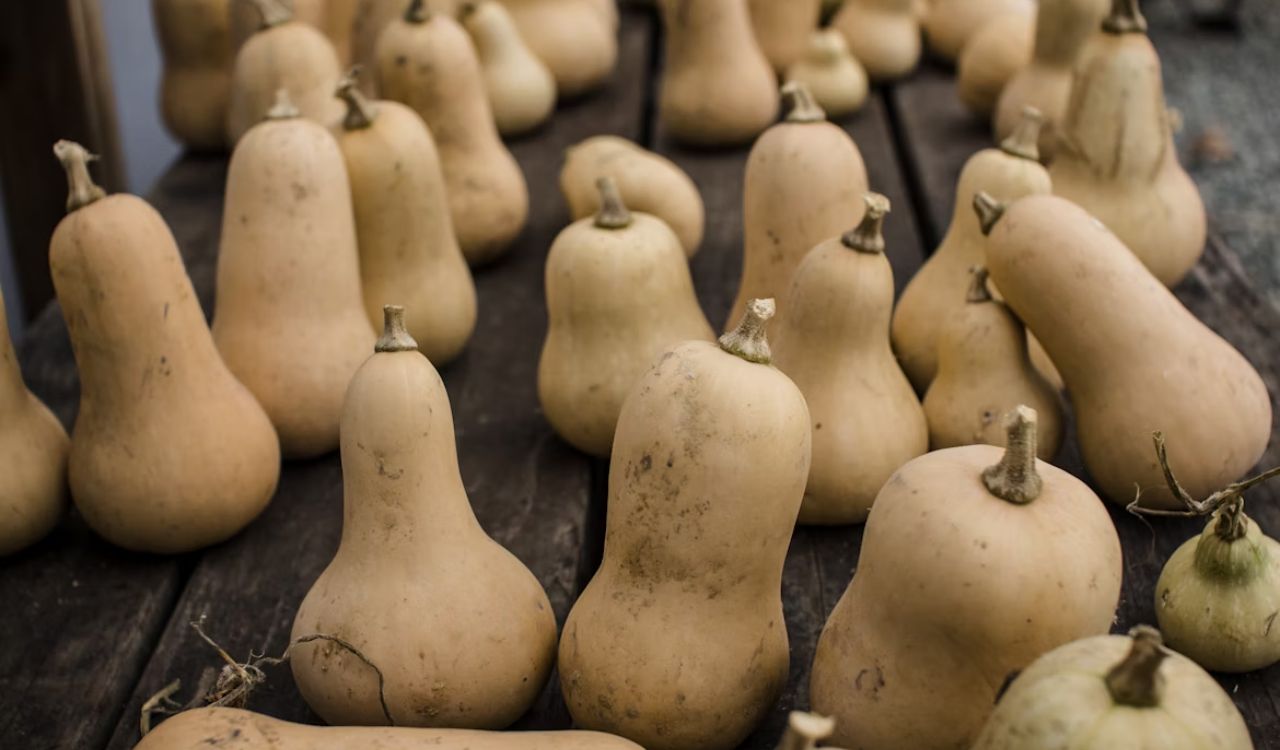 Butternut squash in farmhouse