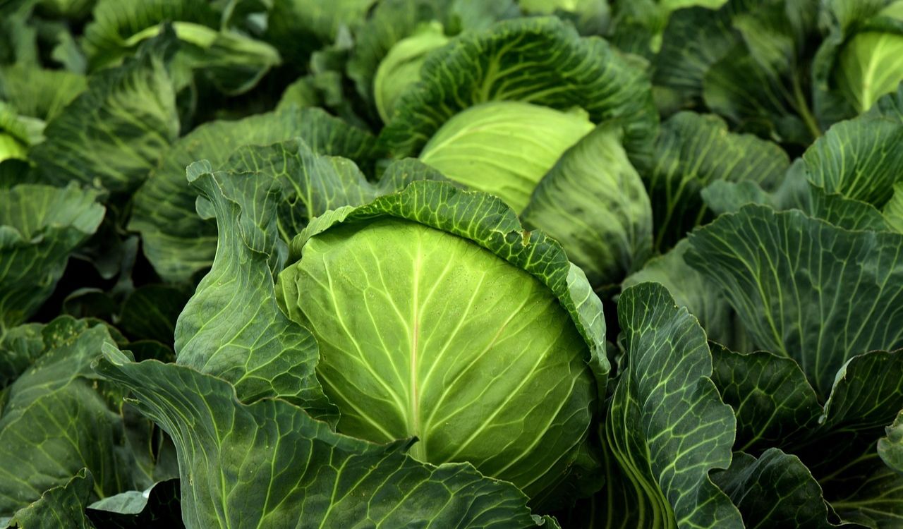 Cabbages