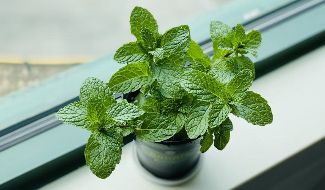 Mint leaves