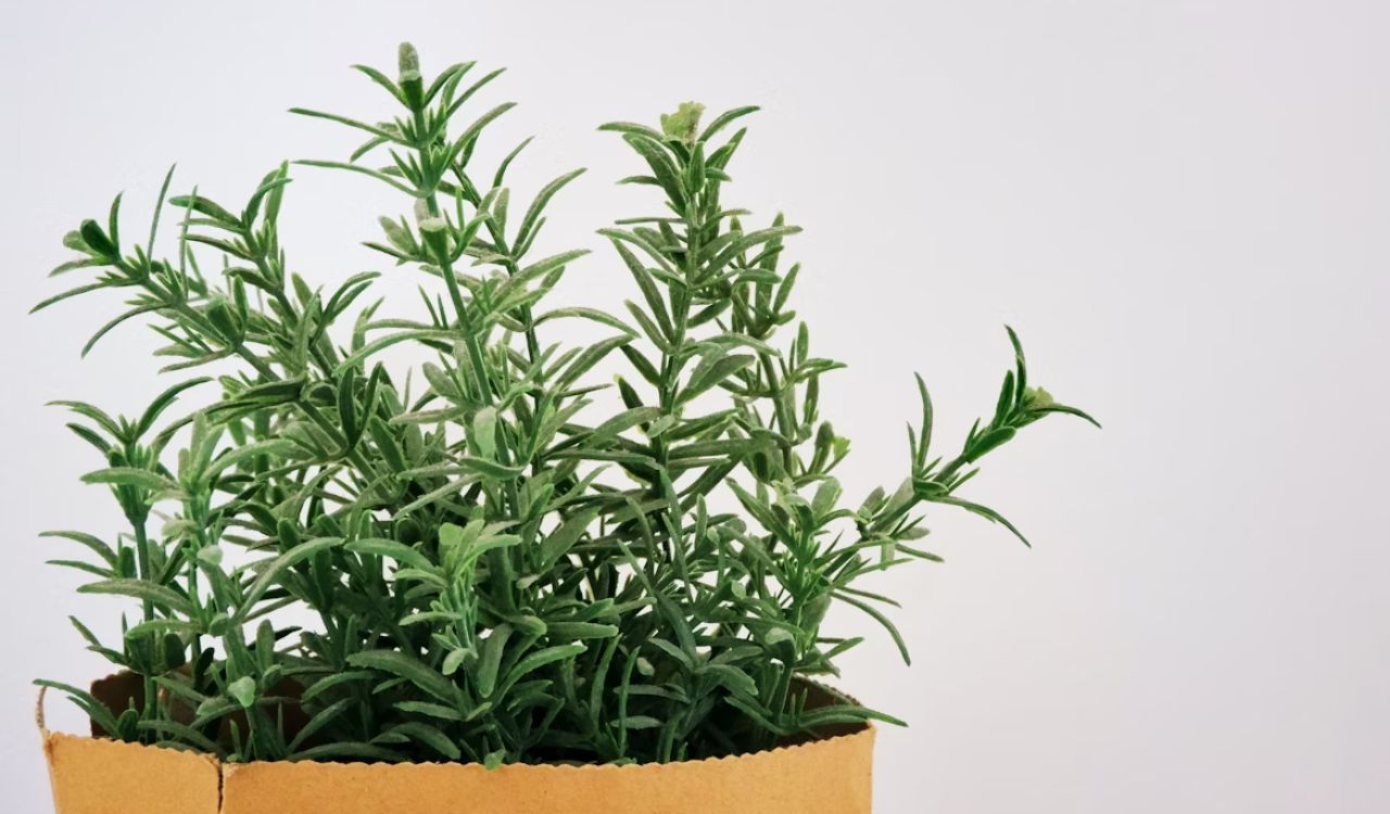 Rosemary plant
