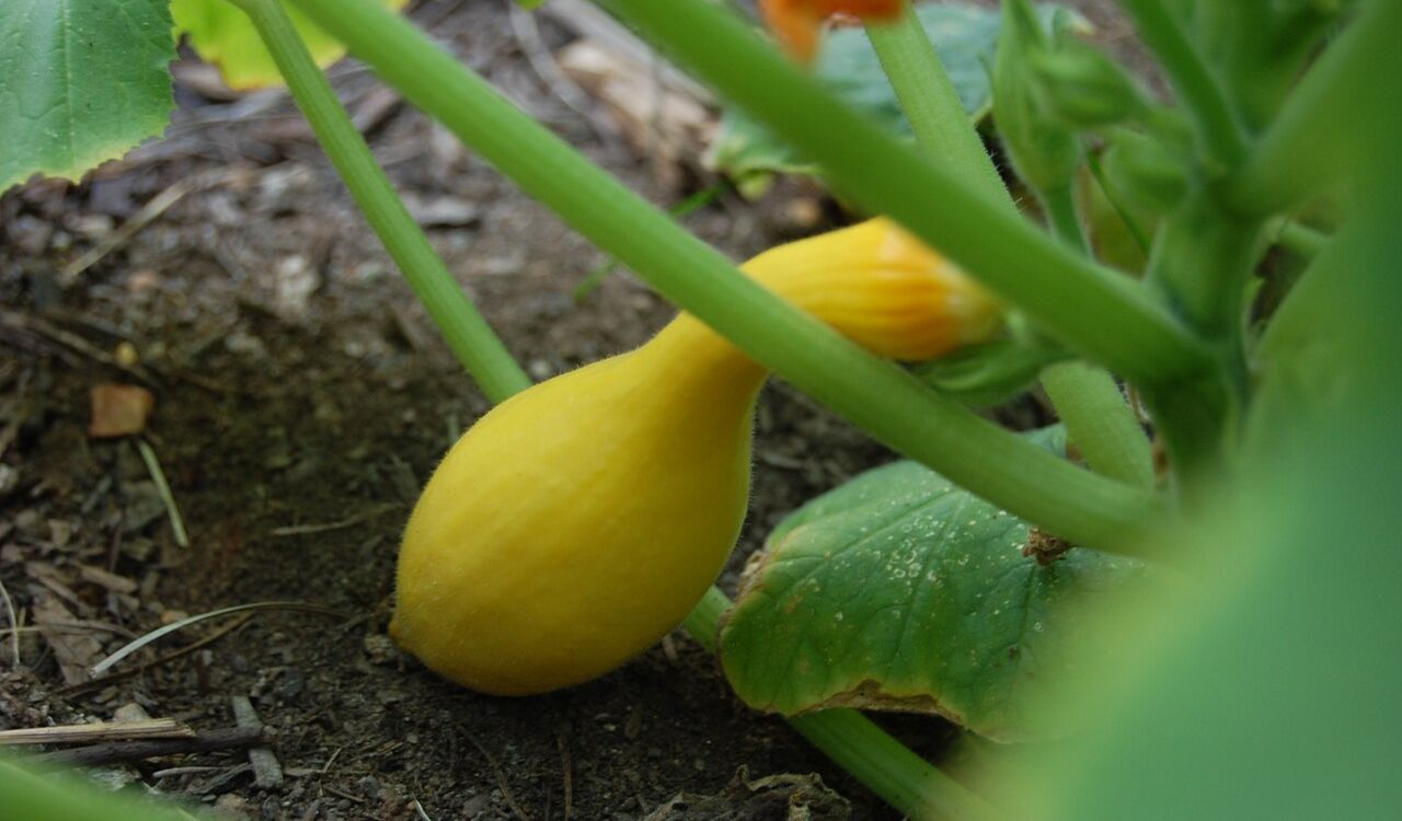 Yellow squash in garden