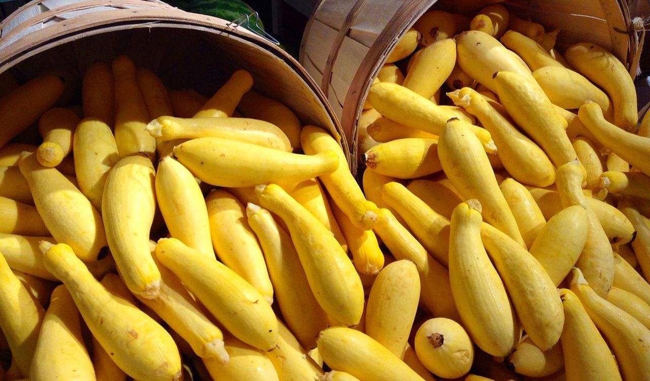 Yellow squash