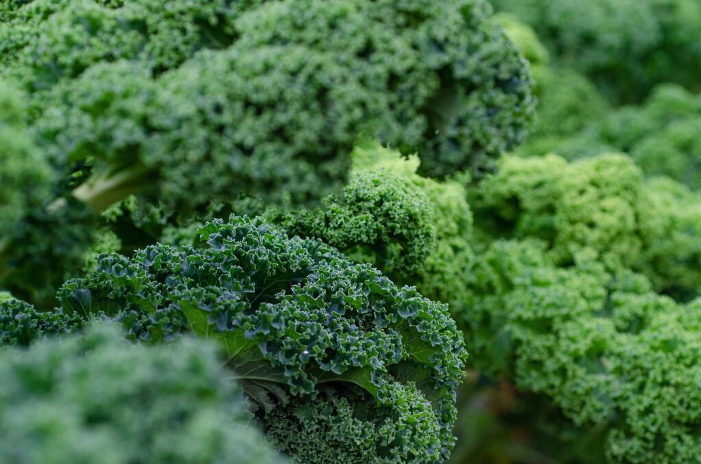 Creamy Kale