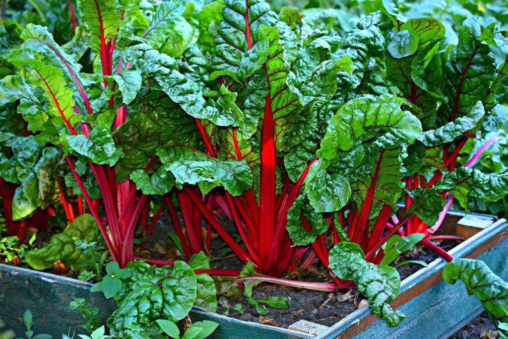 Red Swiss Chard