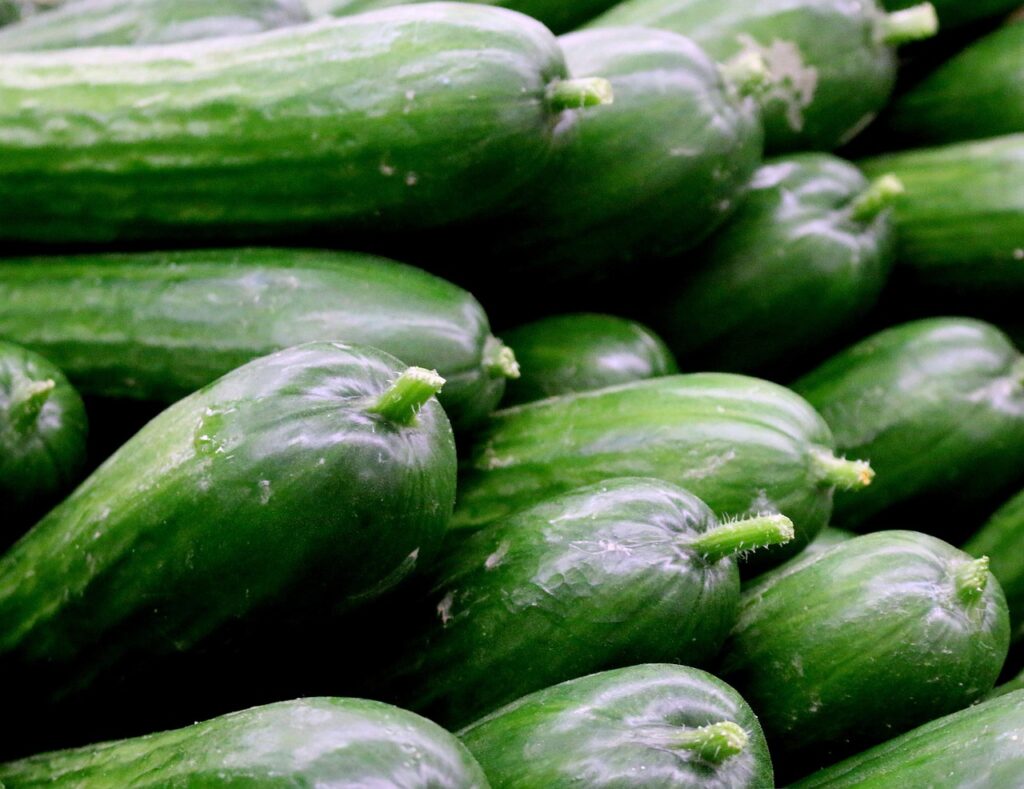 Pesian Cucumber