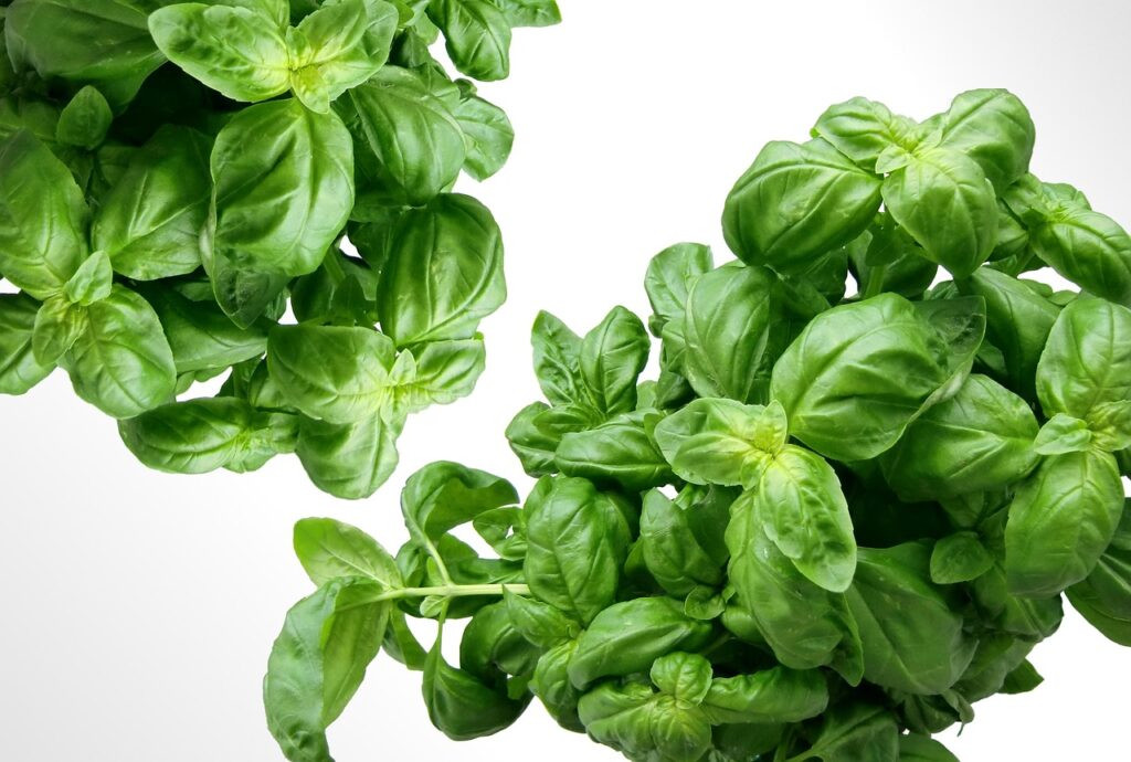 Basil Leaves
