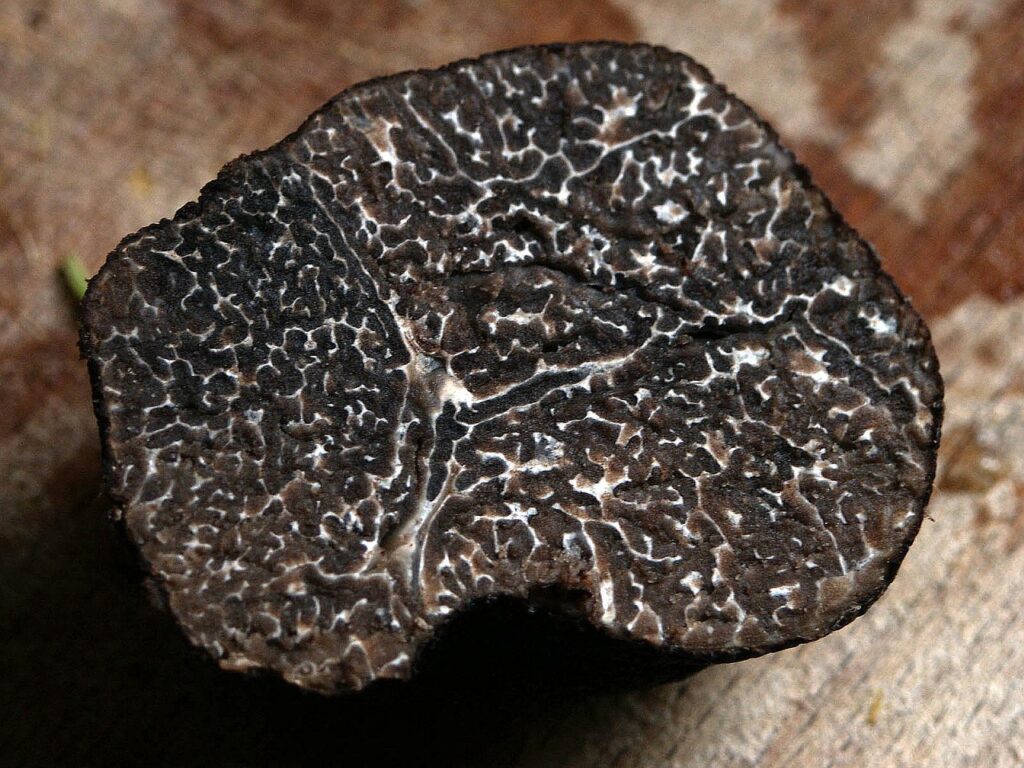 Black Winter Truffle