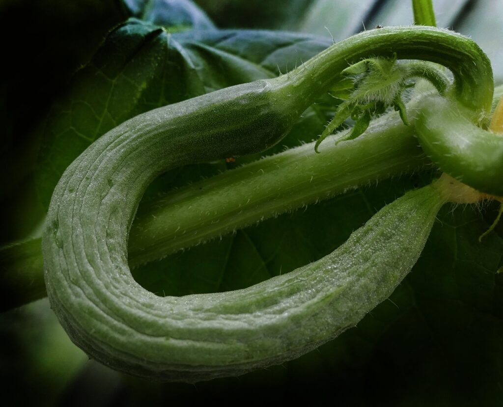 Snake Cucumber