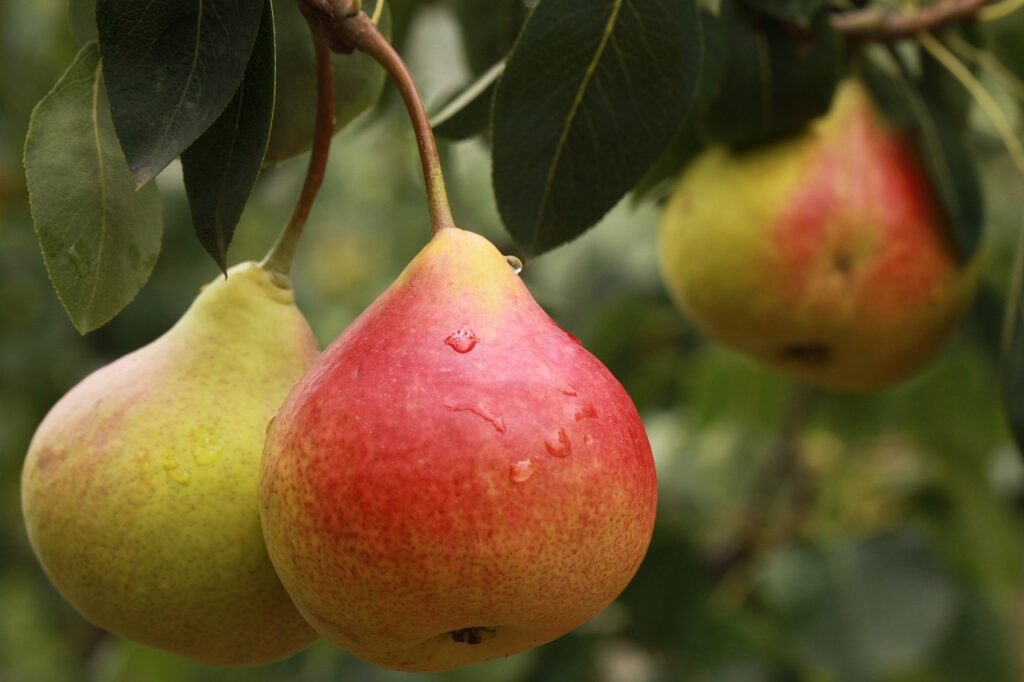 Pear Fruit