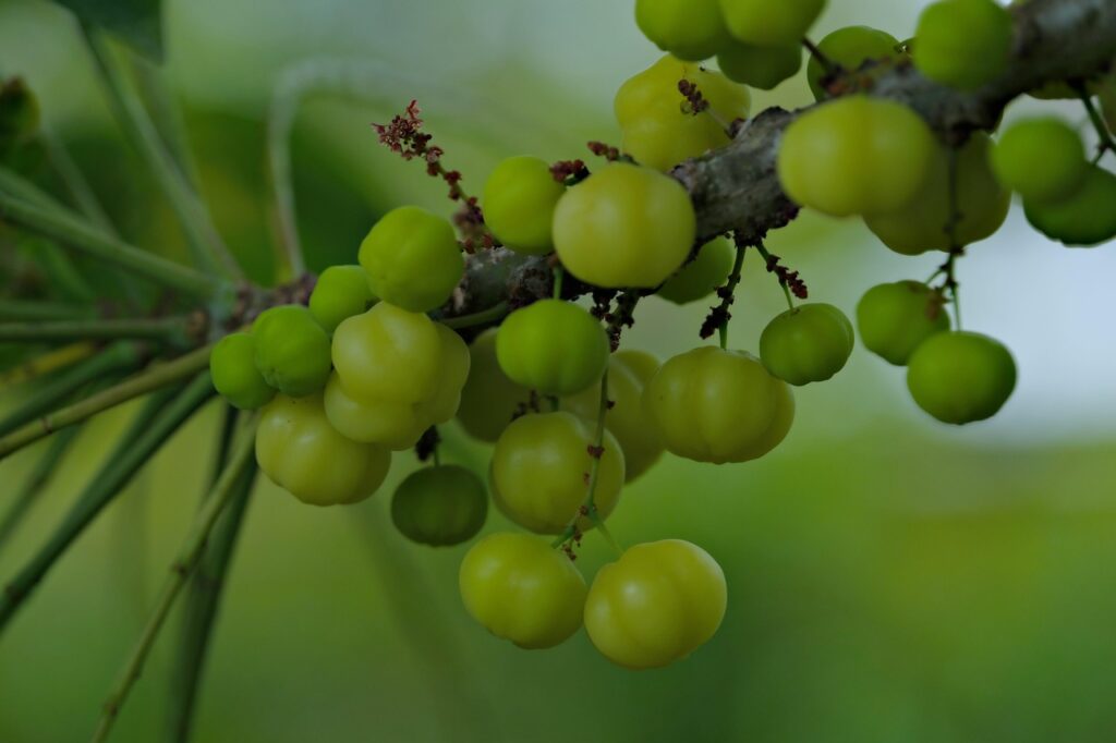 Gooseberry
