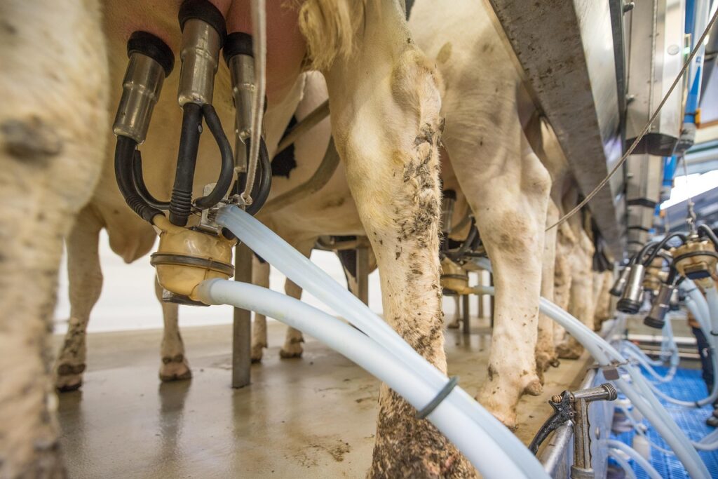 8 Raw Milk Laws Expanding Across U.S. States