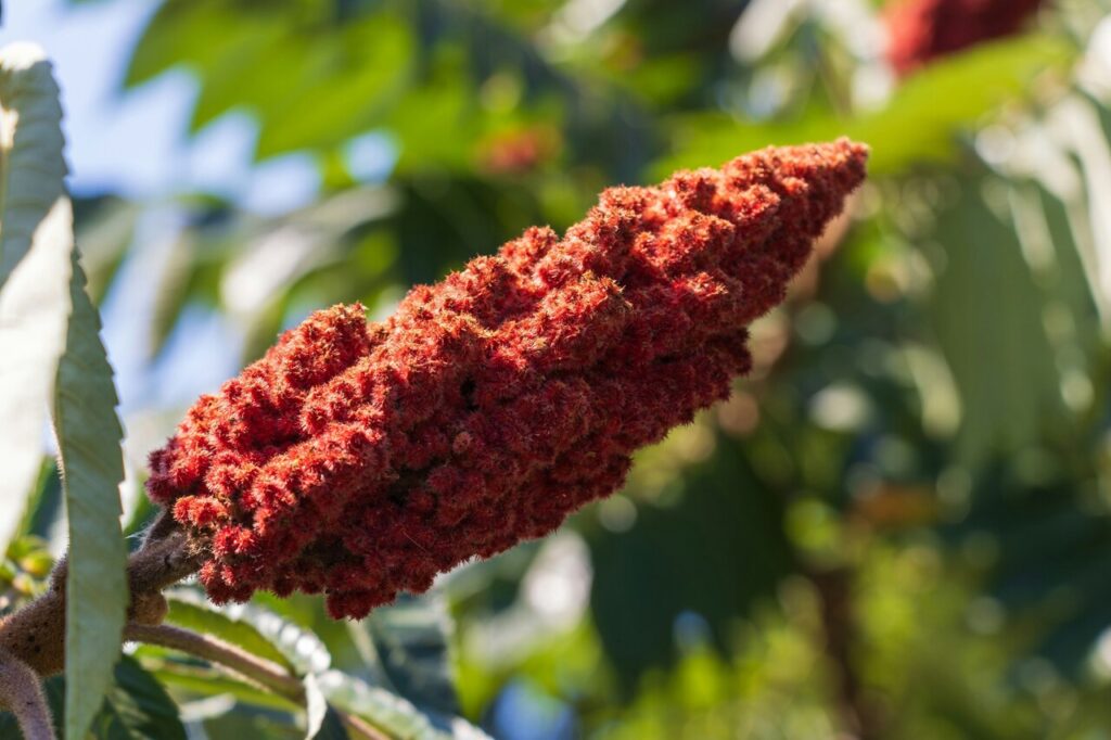Sumac