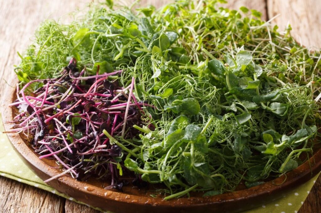Microgreens
